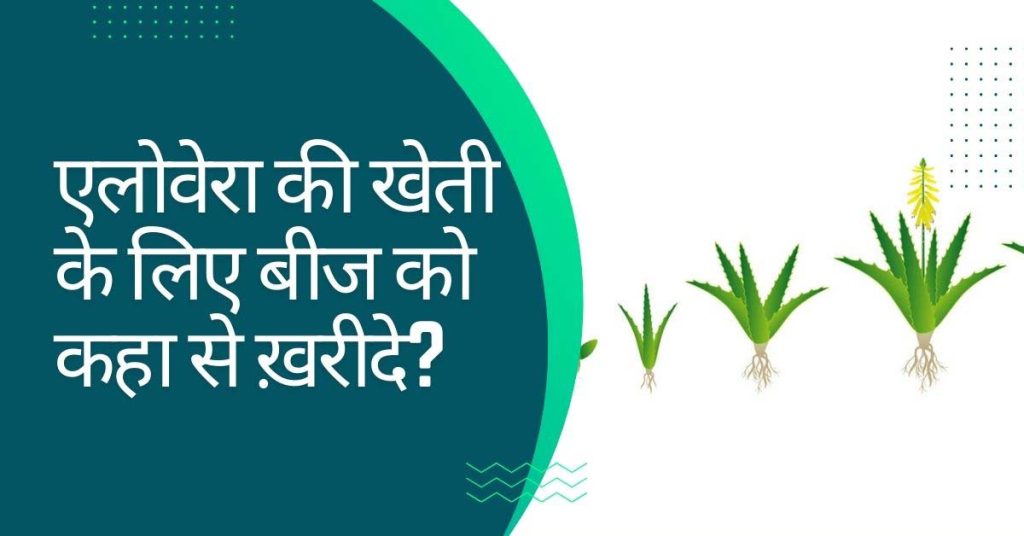 एलोवेरा की खेती से आप कितना पैसा कमा सकते हैं?