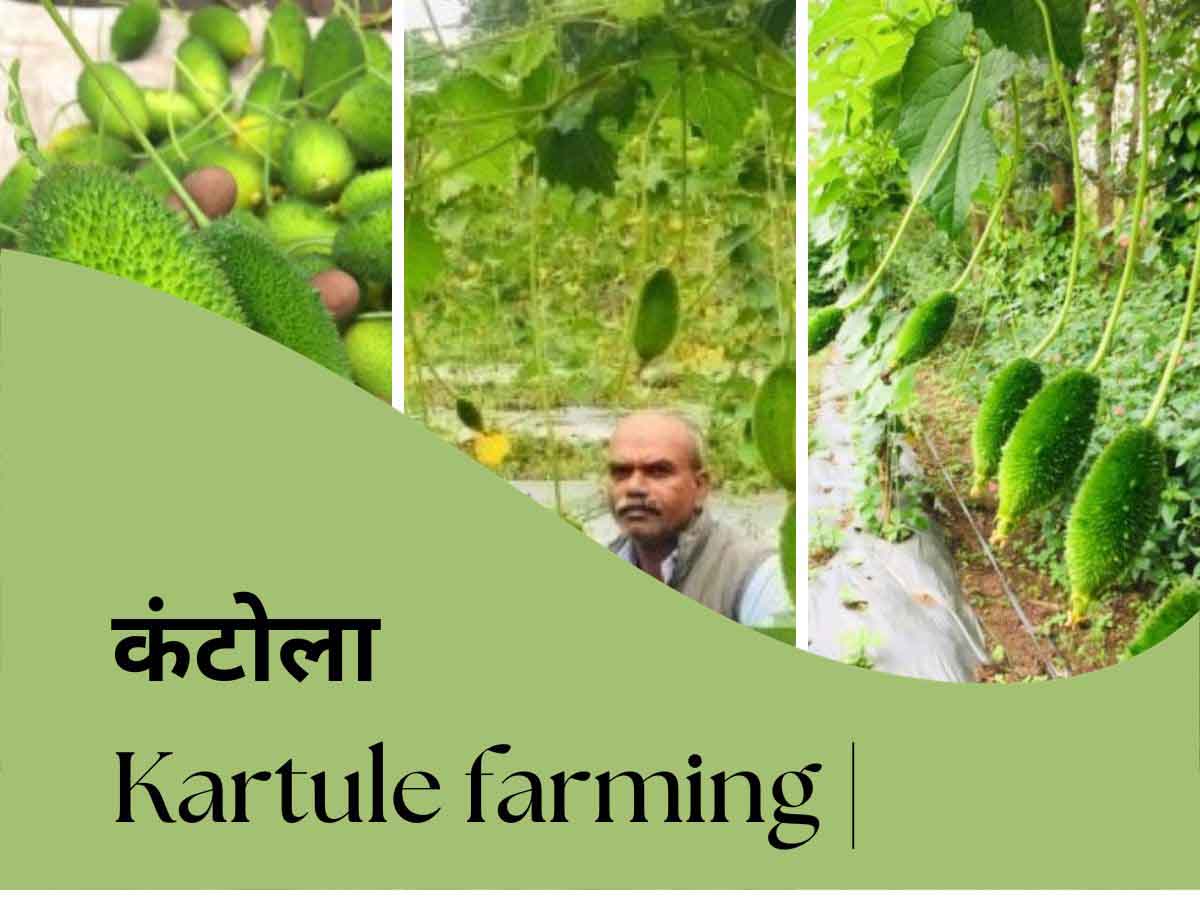 Kartule farming