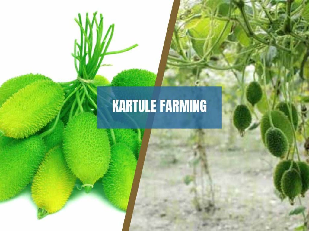 Kartule farming