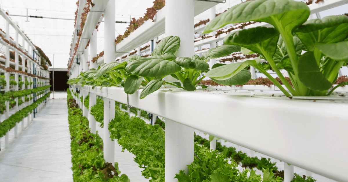 vertical farming kaise kare