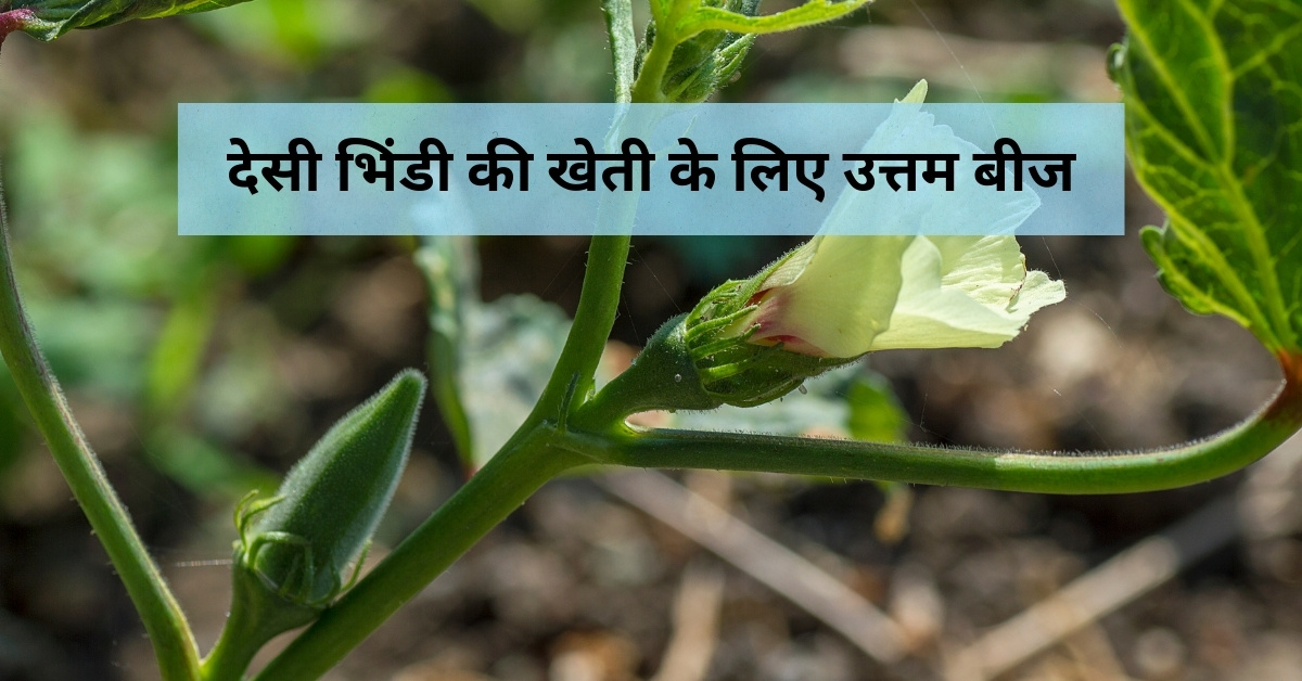 desi bhindi ki kheti ke liye konsa beej lagana chahiye